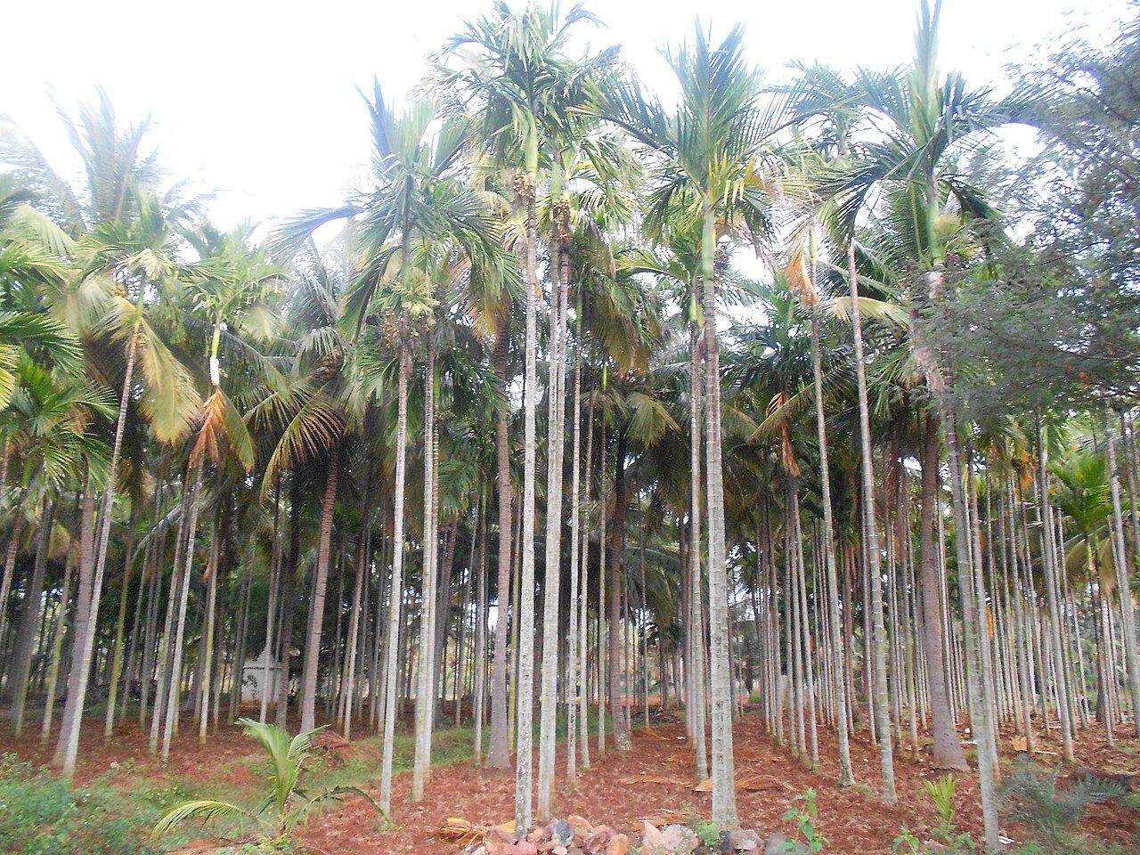 An areca nut palm plantation, the groves these leaves are gathered from